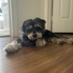 Un Havashire allongé sur un plancher et portant un collier autour du cou