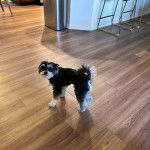 Un Havashire sur un plancher et regardant la caméra 