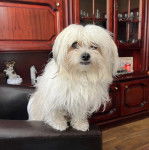 Un Havashire assis sur un canapé et regardant la caméra 