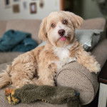 Un Havashire assis sur un canapé et tirant la langue