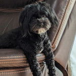 Un Havashire allongé sur un canapé et regardant la caméra 