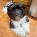 Un Havashire allongé sur un sol carrelé et regardant la caméra