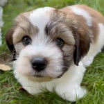 Un chiot Havashire sur un terrain gazonné et semblant détendu 