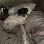 Un Havashire allongé sur un lit et regardant vers la caméra