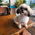 Un Havashire assis sur une table 