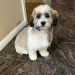 Un Havashire assis sur un sol carrelé et regardant vers la caméra 