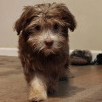 Un Havashire marchant sur un plancher et regardant vers la caméra