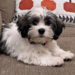 Un Havashire allongé sur un canapé et portant un collier autour du cou