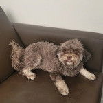 Un Havashire allongé sur un canapé 