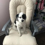 Un Havashire assis sur un fauteuil et regardant vers la cam&eacute;ra