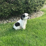 Un Havashire assis sur une surface gazonnée