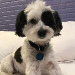 Un Havashire assis sur un lit et portant un collier autour du cou