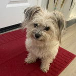 Un Havashire assis sur un tapis et semblant détendu