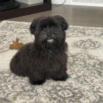 Un Havashire assis sur un tapis 