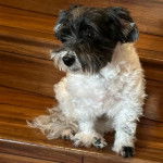 Un Havashire assis sur un plancher 