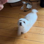 Un Havashire sur un plancher 