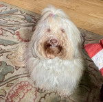 Un Havashire assis sur un tapis et regardant la caméra 