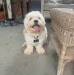 Un Havashire assis sur une moquette et portant un collier autour du cou