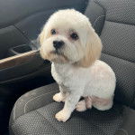 Un Havashire assis sur le siège d'une voiture 