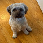 Un Havashire assis sur un plancher et regardant vers la caméra