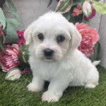 Un chiot Havashire assis sur un terrain gazonné 