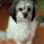 Un Havashire assis sur un plancher et regardant vers la caméra 