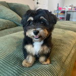 Un Havashire assis sur un canapé et ayant la gueule légèrement ouverte 