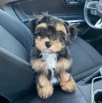 Un Havashire assis sur le si&egrave;ge d'une voiture et regardant vers la cam&eacute;ra 