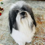 Un Havashire assis sur un canapé et semblant détendu