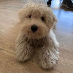 Un Havashire allong&eacute; sur un plancher et regardant la cam&eacute;ra 