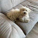 Un Havashire allong&eacute; sur un canap&eacute; et regardant vers la cam&eacute;ra 