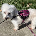Un Havashire sur une surface b&eacute;tonn&eacute;e et qui est tenu en laisse 