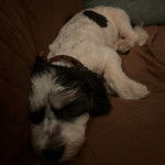 Un Havashire allong&eacute; sur un canap&eacute; et portant un collier autour du cou