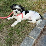 Un Havashire allong&eacute; sur un terrain gazonn&eacute; et qui est tenu en laisse 