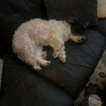 Un Havashire allong&eacute; sur un canap&eacute; et semblant d&eacute;tendu 