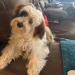 Un Havashire allong&eacute; sur un canap&eacute; et regardant la cam&eacute;ra 