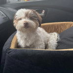 Un Havashire assis dans un panier et regardant la cam&eacute;ra 