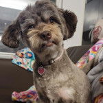 Un Havashire assis sur un canap&eacute; et portant un collier autour du cou