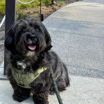 Un Havashire assis sur une surface b&eacute;tonn&eacute;e et qui est tenu en laisse 