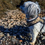 Un Havashire sur une surface rocailleuse et portant un harnais 