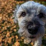 Gros plan d'un Havashire regardant la cam&eacute;ra 