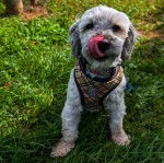 Un Havashire assis sur un terrain herbeux et portant un harnais 