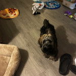 Un Havashire sur un plancher et regardant vers la cam&eacute;ra 