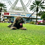 Un Havashire allong&eacute; sur un terrain gazonn&eacute; tirant la langue et qui est tenu en laisse 