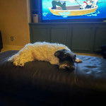 Un Havashire allong&eacute; sur un canap&eacute; 