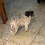 Un Havashire sur un sol carrel&eacute; et regardant vers la cam&eacute;ra