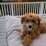 Un Havashire allong&eacute; sur un oreiller et portant un collier autour du cou