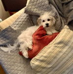 Un Havashire allong&eacute; sur un canap&eacute; et regardant la cam&eacute;ra 