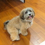 Un Havashire assis sur un plancher et ayant la gueule l&eacute;g&egrave;rement ouverte