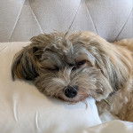 Un Havashire allong&eacute; sur un lit et portant un collier autour du cou